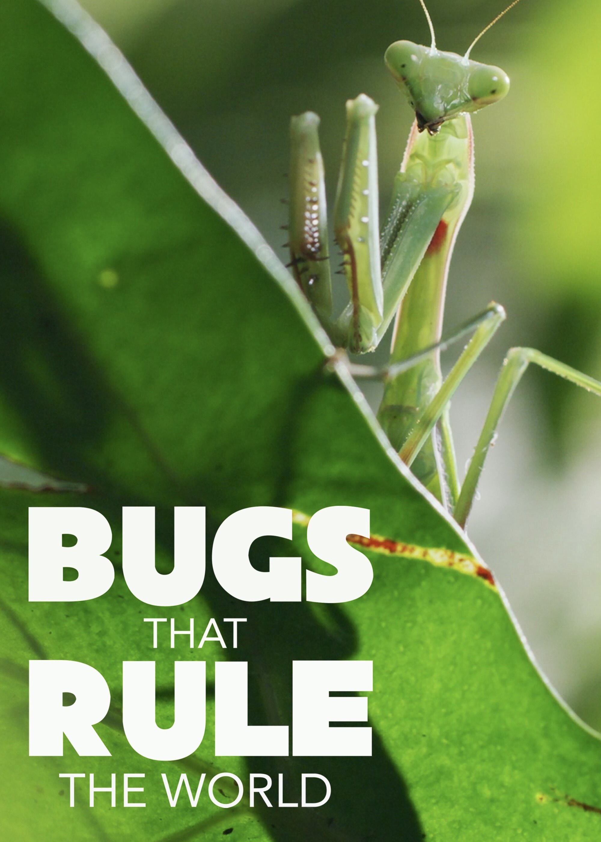 Bugs That Rule the World