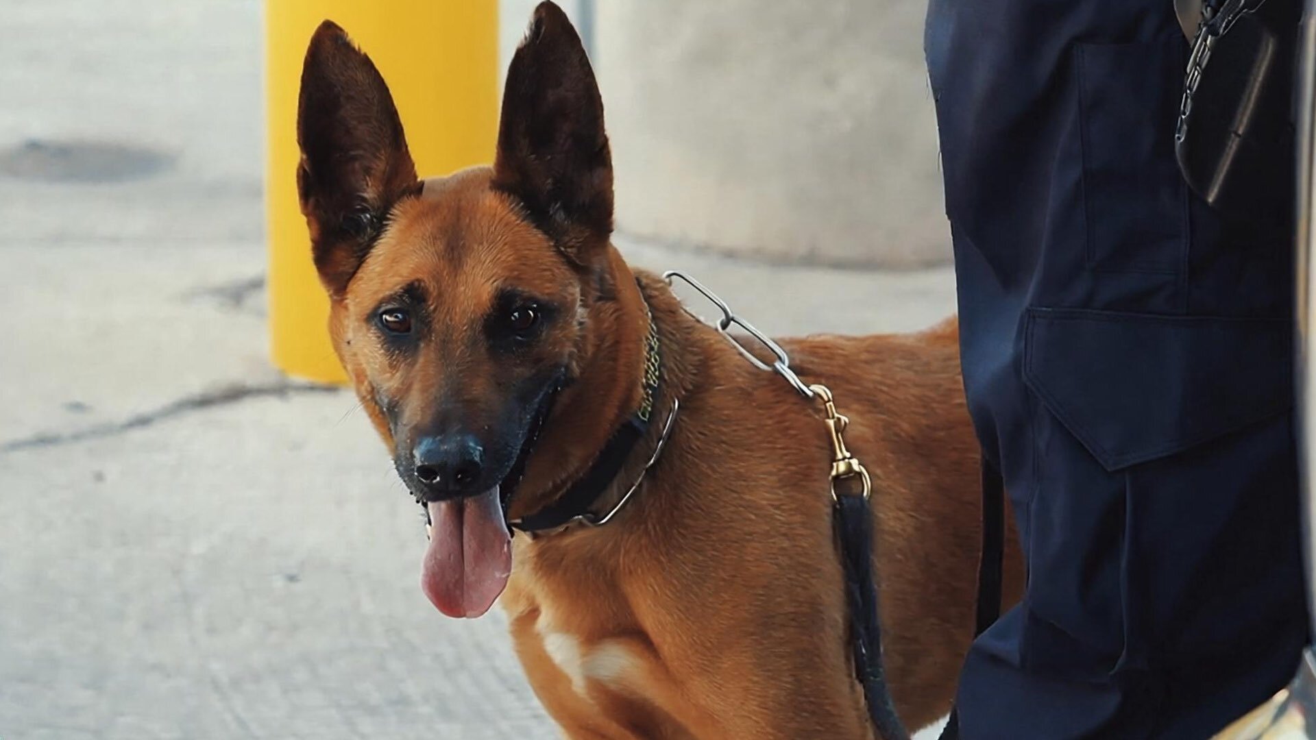 Contraband: Seized at the Border S9E5 Roses in Red, Violence in Blue