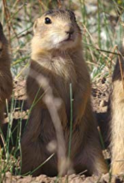 Prairie Dog Manor