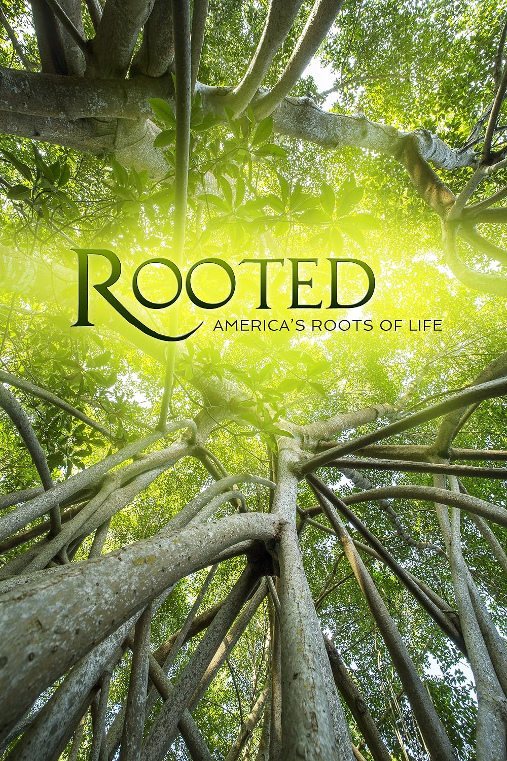 Rooted